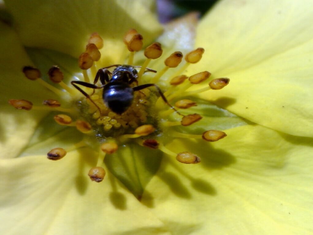 Beispielbild L-series - Ameise auf einer Blüte