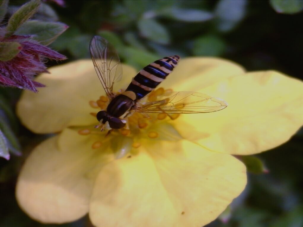 Beispielbild L-series - Insekt auf einer Blüte