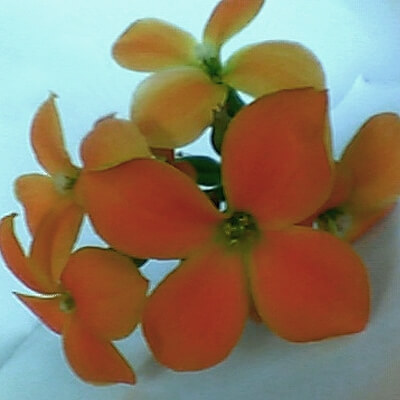 Beispielbild S-series - Blüten im Abstand von 40 mm